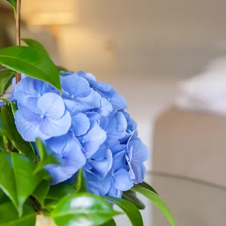 Отель Sao Miguel Park 4*